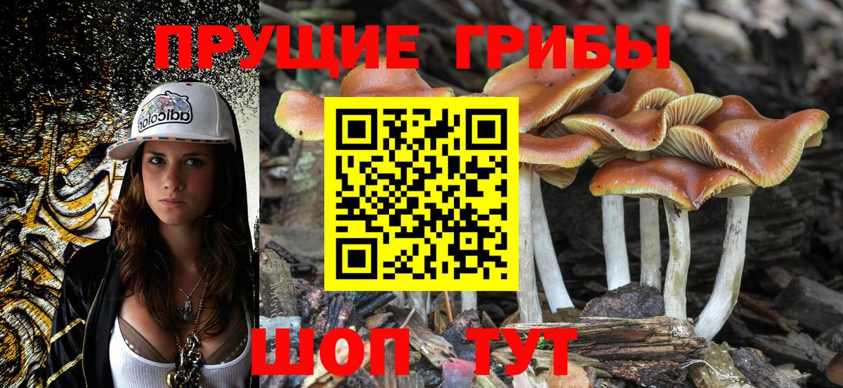 Саки  Галлюциногенные грибы мицелий  Вход с VPN  Галлюциногенные грибы Cubensis 